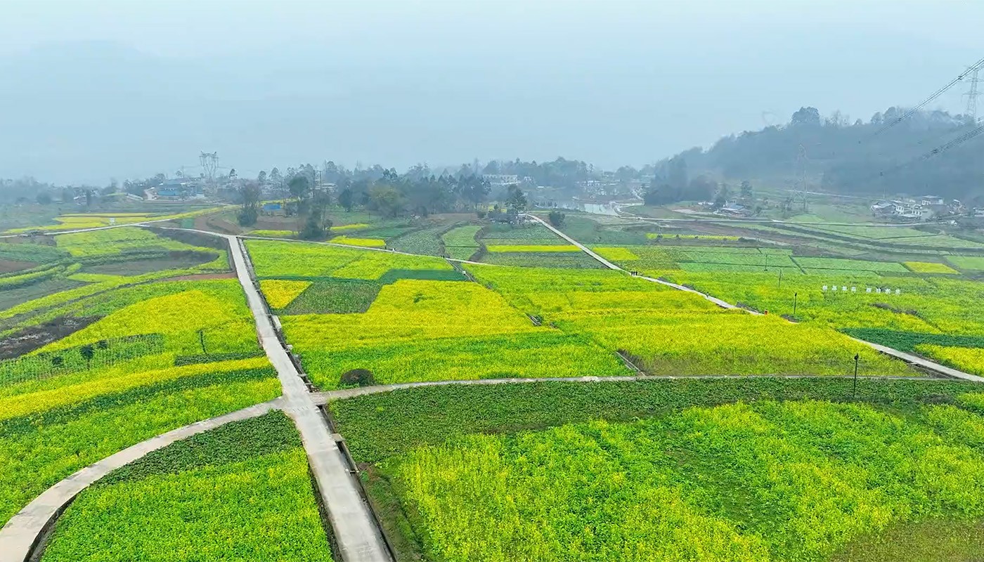 Leshan this large rapeseed flowers into a sea of flowers!