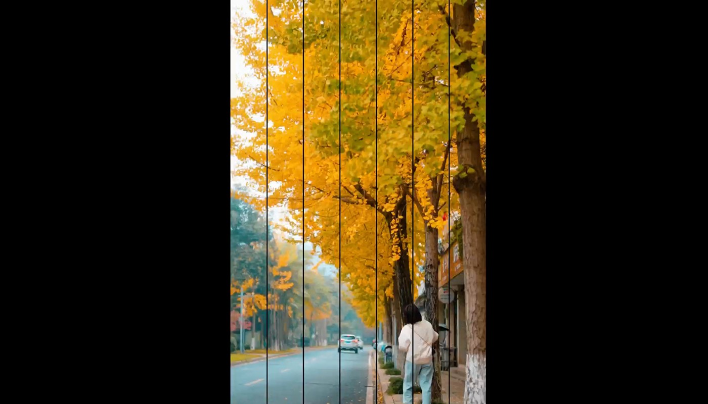 Appreciating Ginkgo Leaves