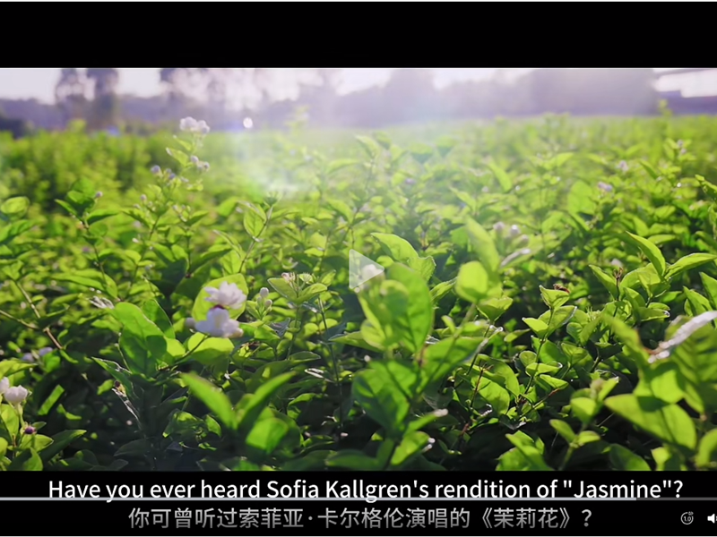 Tour of Jasmine Museum | A Leshan treasure