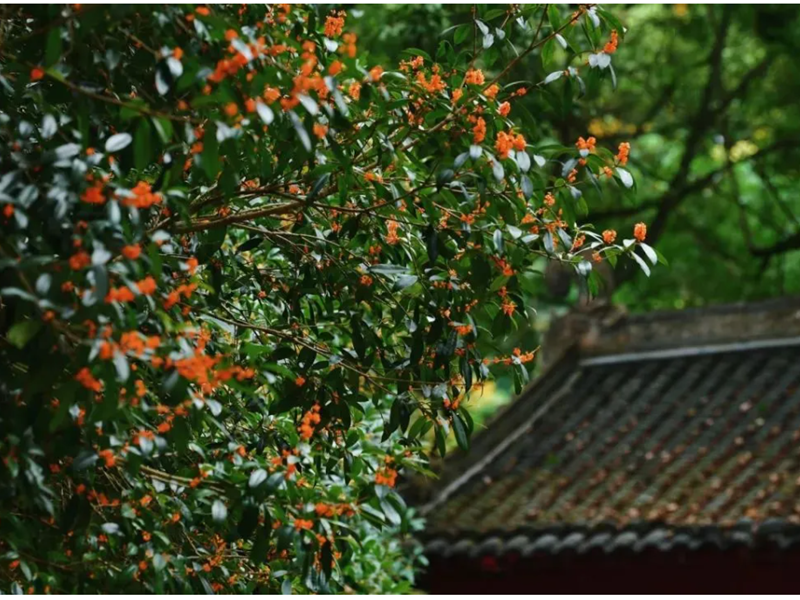 Super fragrant! Take this' Leshan Osmanthus Map ' to enjoy the flowers