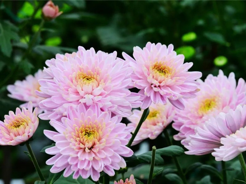 You can enjoy flowers for free without tickets! The chrysanthemums in Wuyou Temple are blooming!