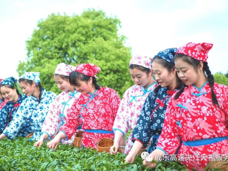 Tianfu Tea Garden invites you to a spring tea appointment!