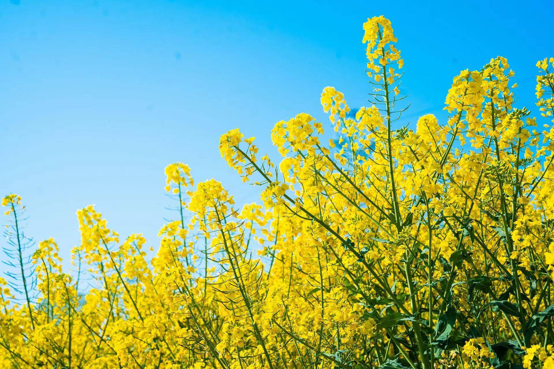 Go on a spring outing in the Paper Township and take a stroll through the sea of flowers