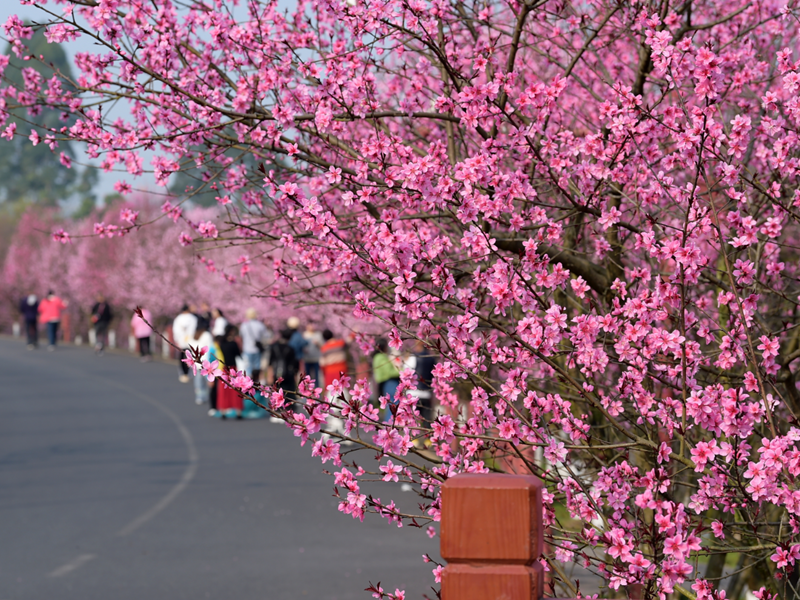 The peach blossoms here in Leshan are now in full bloom. They are so beautiful!