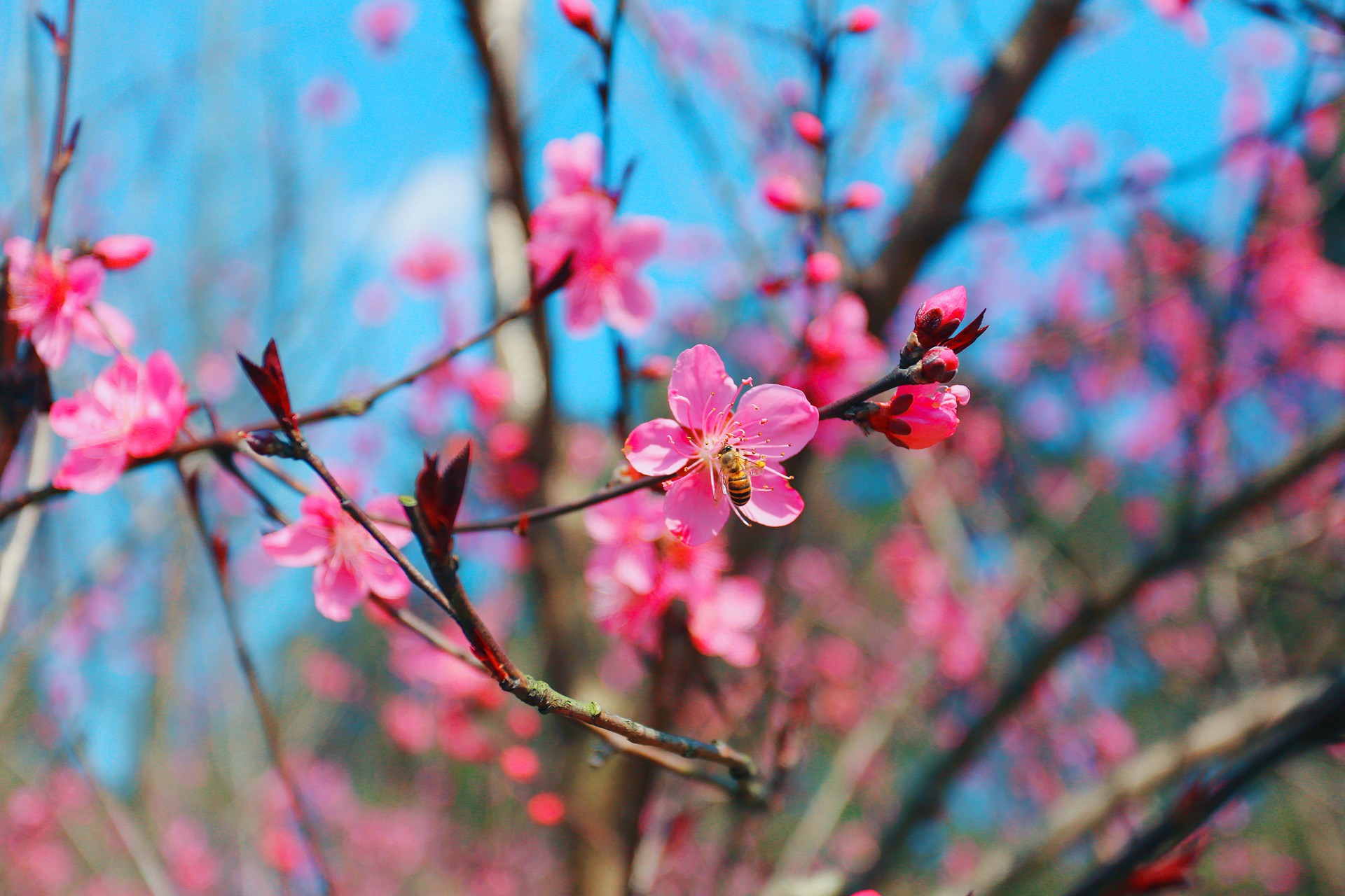 The romantic spring in Leshan is all hidden in these seven cycling routes!
