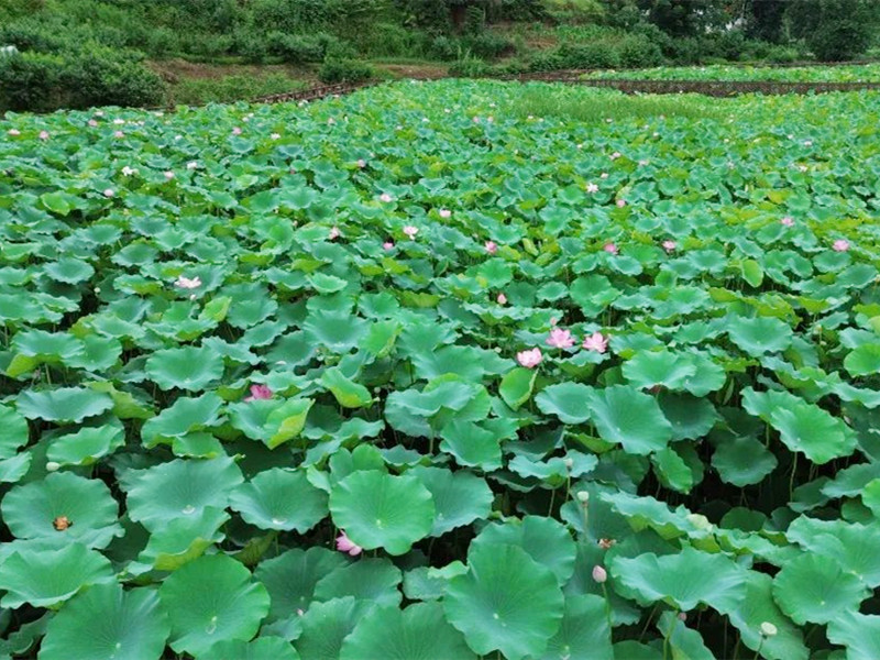 200 Acres of Lotus Flowers "Blooming" in Leshan's Suburbs – Gather Friends and Family to E