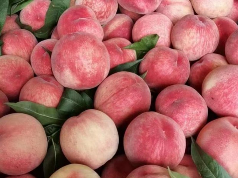 Leshan: More Than Just Cuisine – Nature's 'Sweet Bombs' in Season