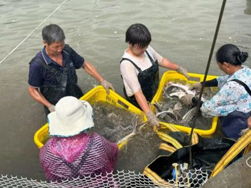 Leshan's First Premium Caviar: Coming Soon!