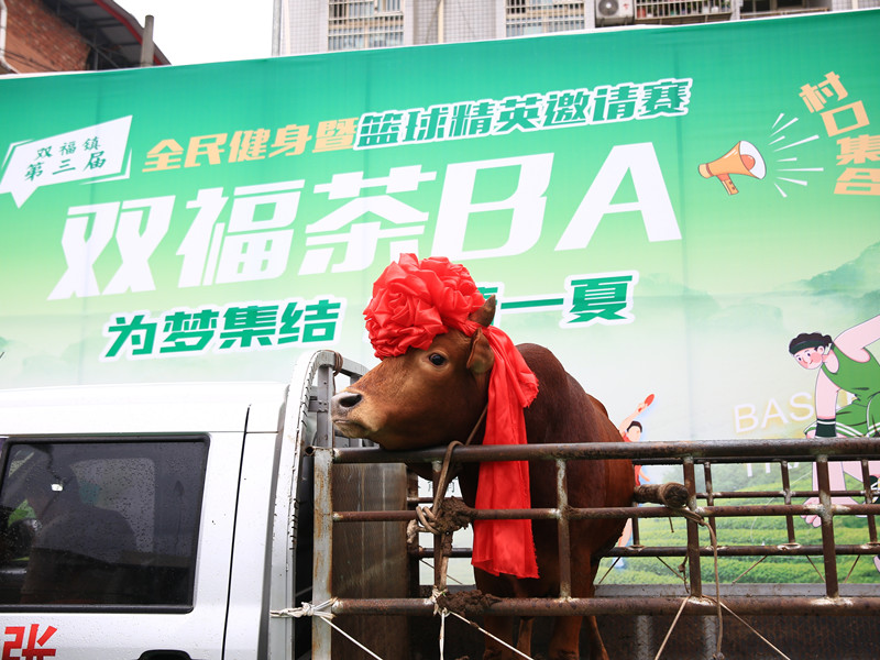 When Cows, Pigs, and Sheep Become Basketball Prizes
