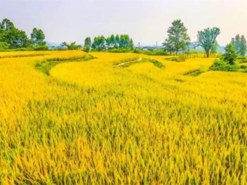 Leshan's "Golden Waves" Reach Peak Viewing Season