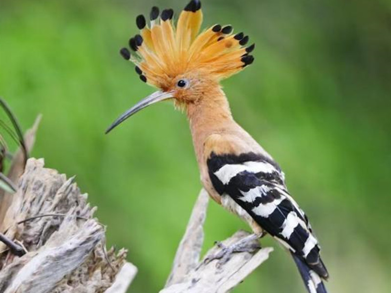 Meet the "Pretty Bird" in Leshan