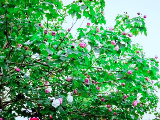 Discover Leshan: Where Hibiscus Blooms Meet Yi Flavors!