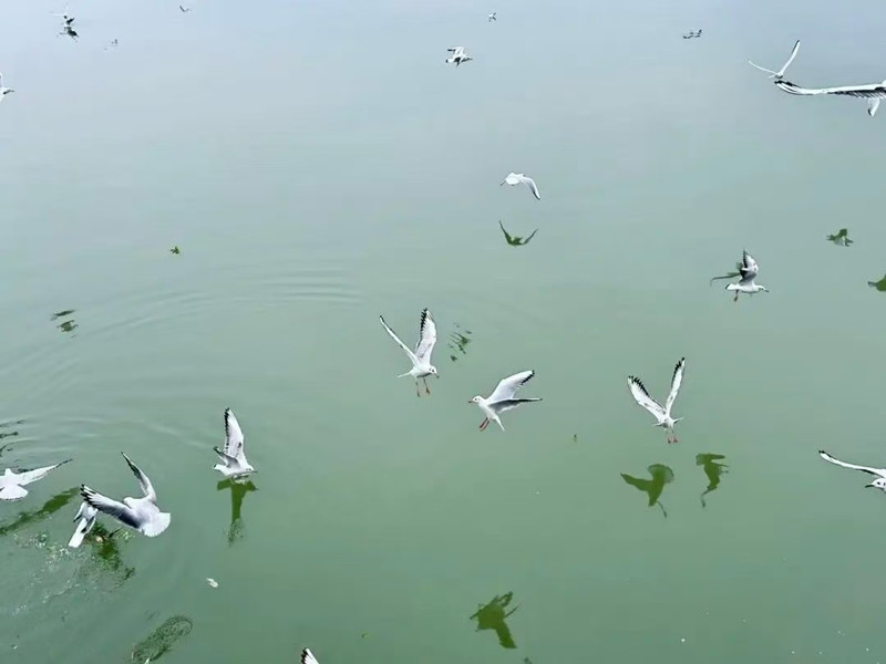 Welcoming Our Feathery Guests – Right on Schedule, Year After Year!