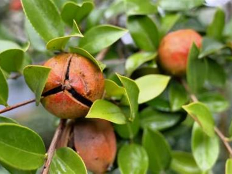 Rural Revitalization in Leshan: Oil-Tea Camellia Transforms into "Golden Fruit"