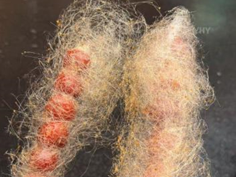 Savor in Leshan: The Magic of Sugar-Coated Haws