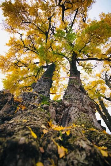 A Golden Autumn Fairytale: Millennial Ginkgo Trees in Full Splendor(图1) 图片2.jpg