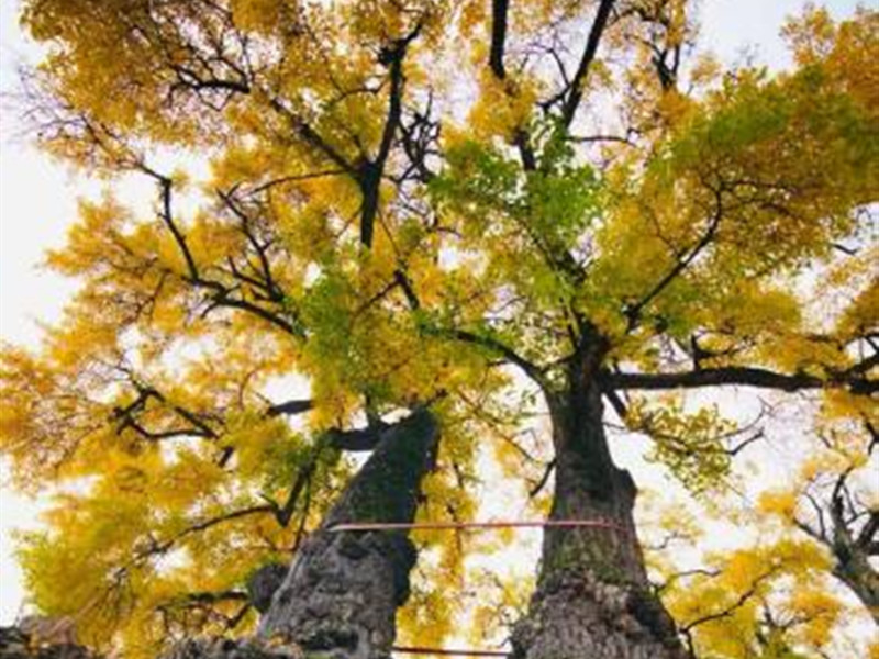 A Golden Autumn Fairytale: Millennial Ginkgo Trees in Full Splendor