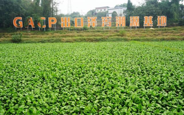 Rural Revitalization in Leshan: Turning Winter Fields into Prosperity(图1) 图片2.jpg