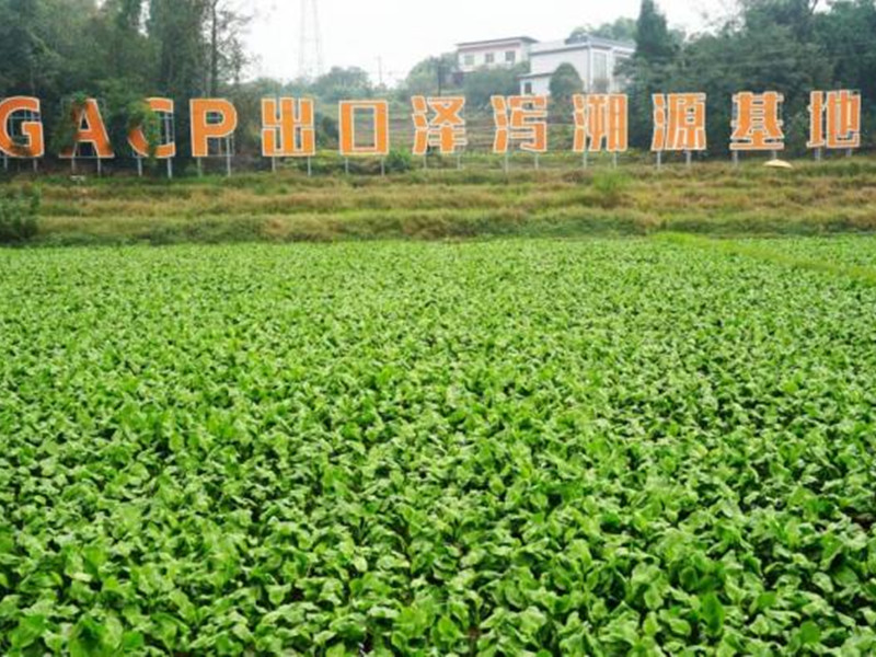 Rural Revitalization in Leshan: Turning Winter Fields into Prosperity