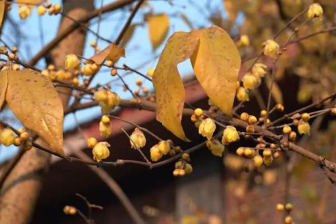 Leshan’s "Limited Edition Winter Fragrance"(图1) 图片2.jpg