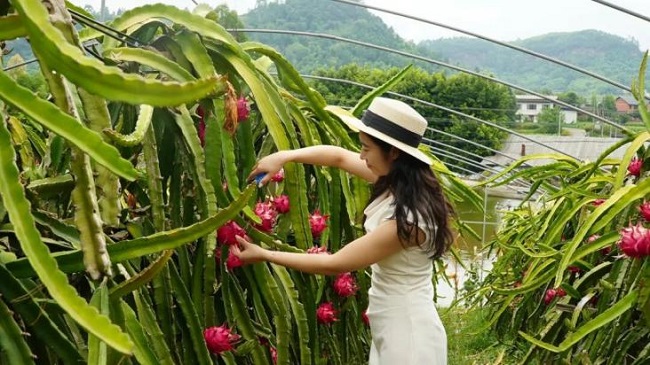 Sweet, juicy summer happiness – right here in this dragon fruit orchard in Qianwei.