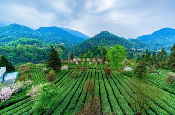Brew a pot of Xueya tea in the mid‑mountain tea fields and wait for the breeze to arrive.
