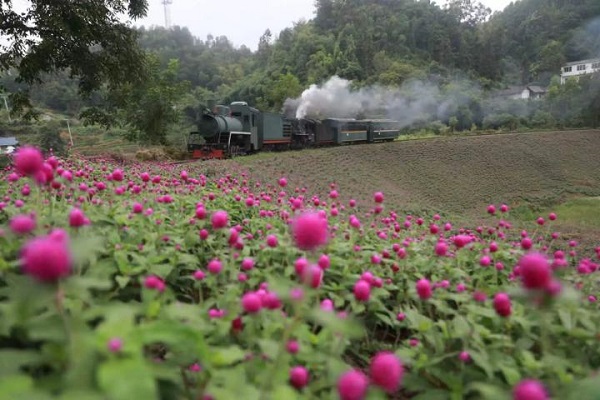 New blooms along the Jiayang steam train route – Caiziba station is looking absolutely dreamy.