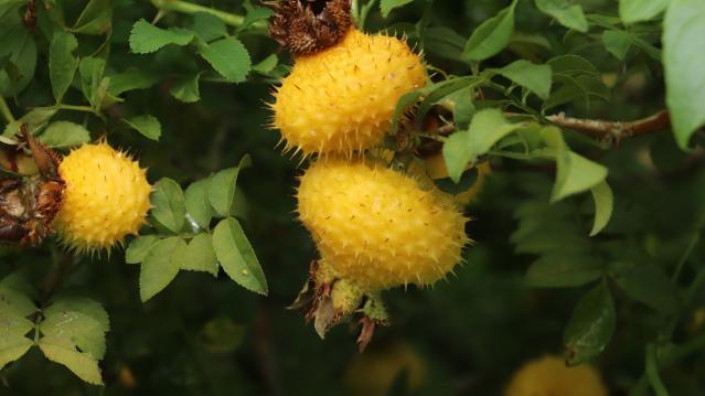 The "little golden fruit" of Muchuan's mountains is ripe.