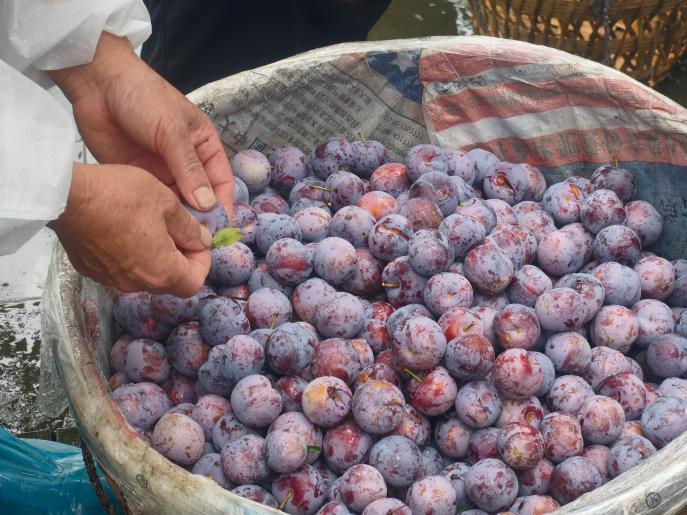 Crispy red plums are ripe! Zhaohe Village in Emei is a hidden mountain gem that offers something to 