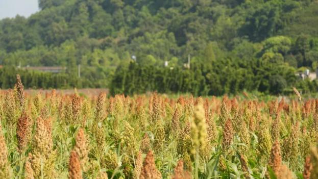 The first hint of autumn is here in Jiajiang – come check it out!(图1) 图片1.jpg