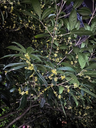 Leshans first osmanthus blooms have quietly arrived.(图1) 图片2.jpg
