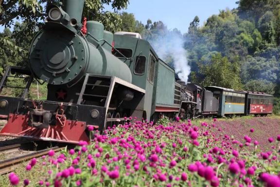 Offbeat and romantic: take the little train to see autumn’s flower fields.(图1) 图片2.jpg