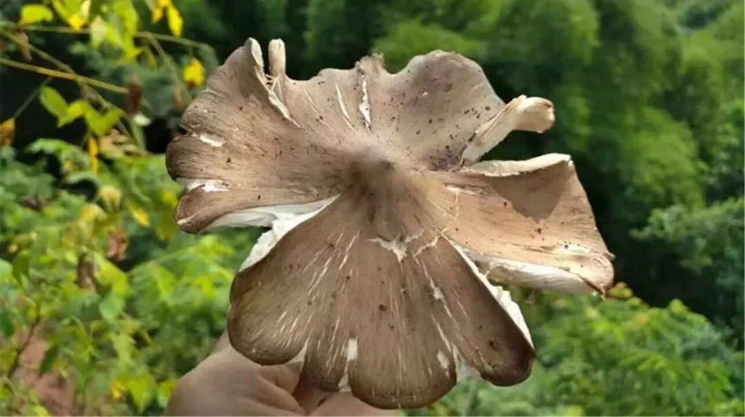 31 things you must do when you come to Jingyan! Every thing is very wow~(图6)