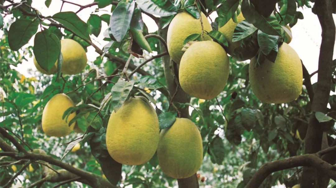 31 things you must do when you come to Jingyan! Every thing is very wow~(图9)