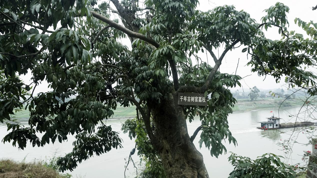 This is Yuelai Township! Food and beautiful views are here(图2)