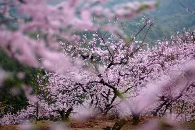 This is Yuelai Township! Food and beautiful views are here(图13)