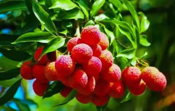 This is Yuelai Township! Food and beautiful views are here(图14)