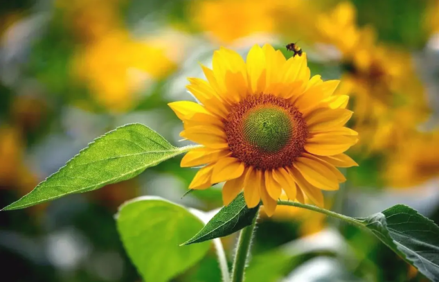 What is the color of early autumn in Leshan?(图5)