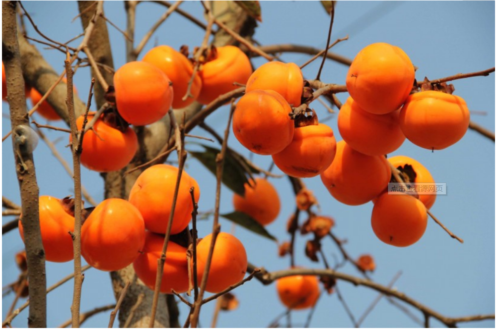 Autumn in Leshan is most obvious in these places(图2)