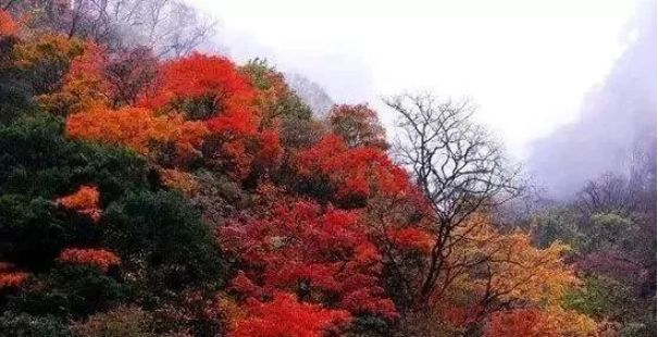 Autumn in Leshan is most obvious in these places(图10)