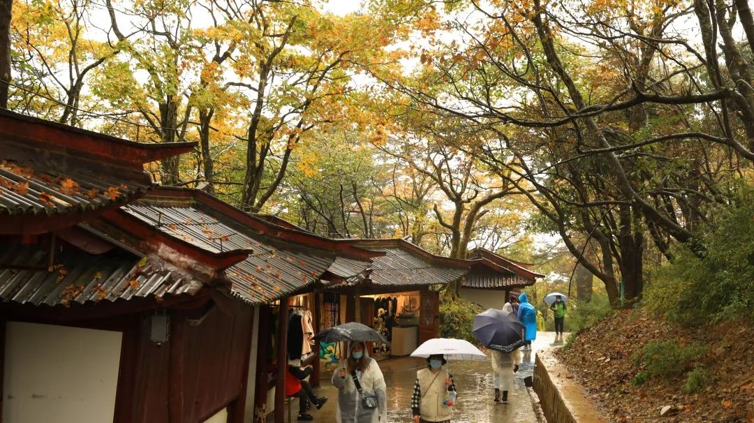The colorful forests of Mount Emei are so beautiful!(图1)