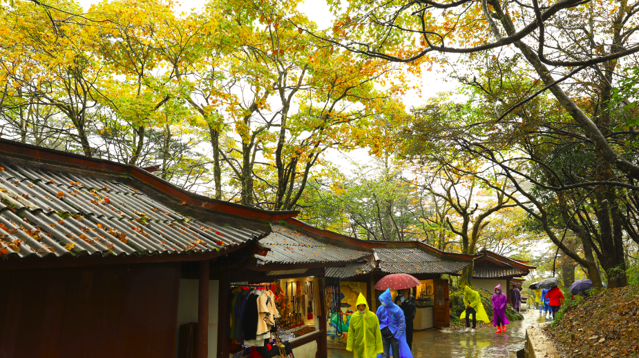 The colorful forests of Mount Emei are so beautiful!(图2)