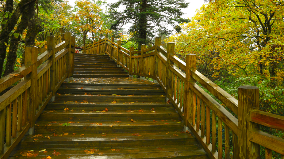 The colorful forests of Mount Emei are so beautiful!(图3)