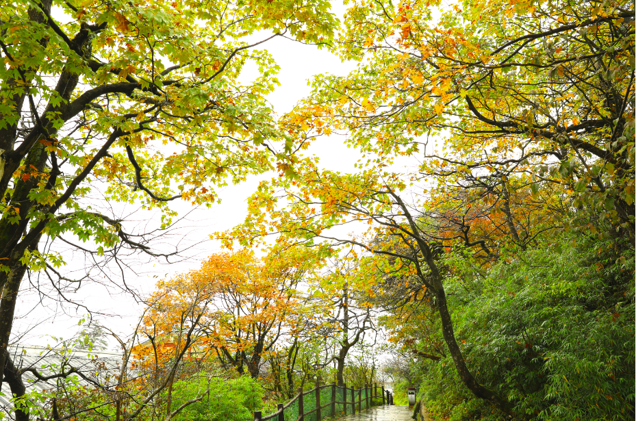 The colorful forests of Mount Emei are so beautiful!(图5)