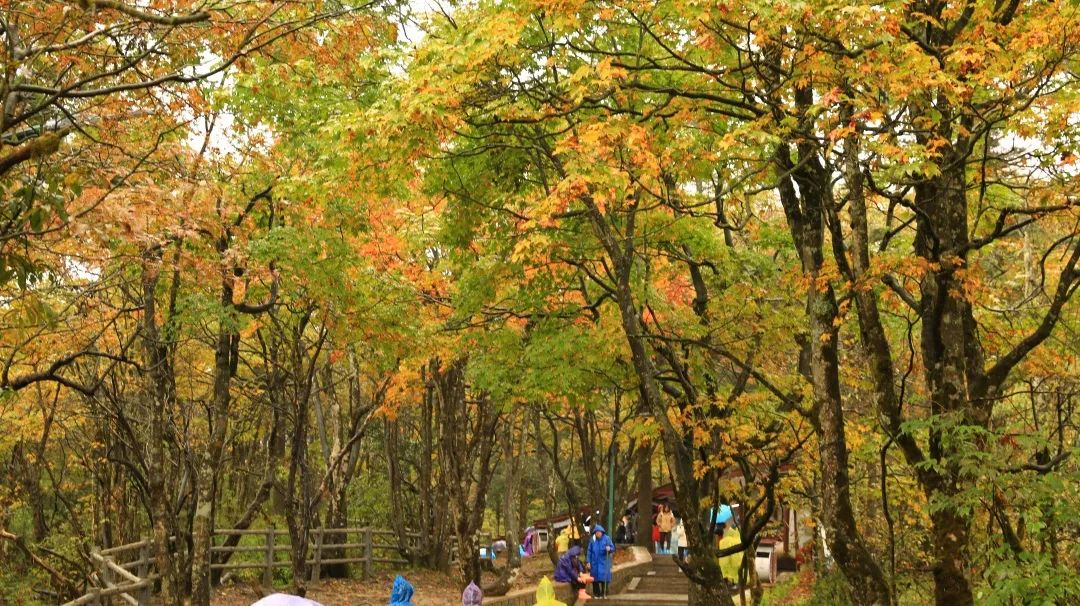 The colorful forests of Mount Emei are so beautiful!(图4)