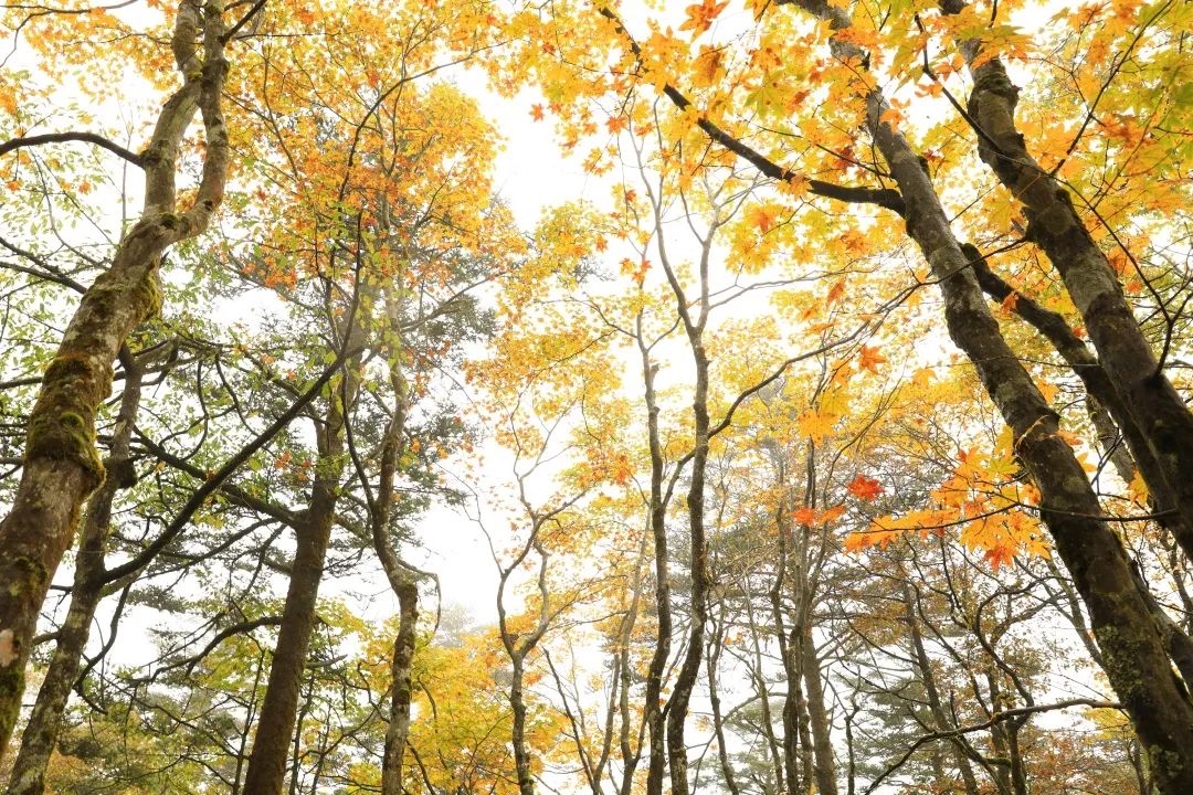The colorful forests of Mount Emei are so beautiful!(图6)