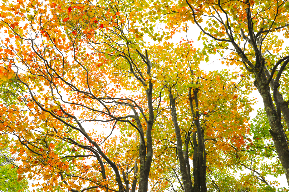 The colorful forests of Mount Emei are so beautiful!(图7)