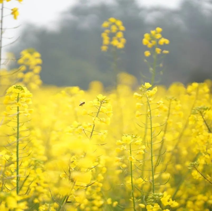 The rape blossoms in the Central District of Leshan City are open(图1) The rape blossoms in the Central District of Leshan City are open(图1)