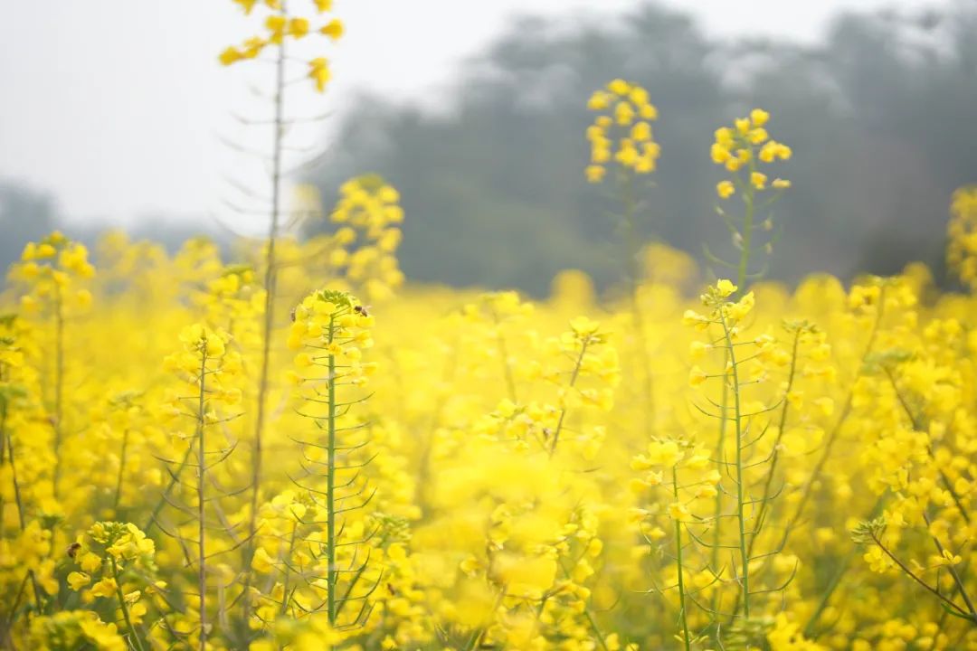 The rape blossoms in the Central District of Leshan City are open(图2) The rape blossoms in the Central District of Leshan City are open(图2)