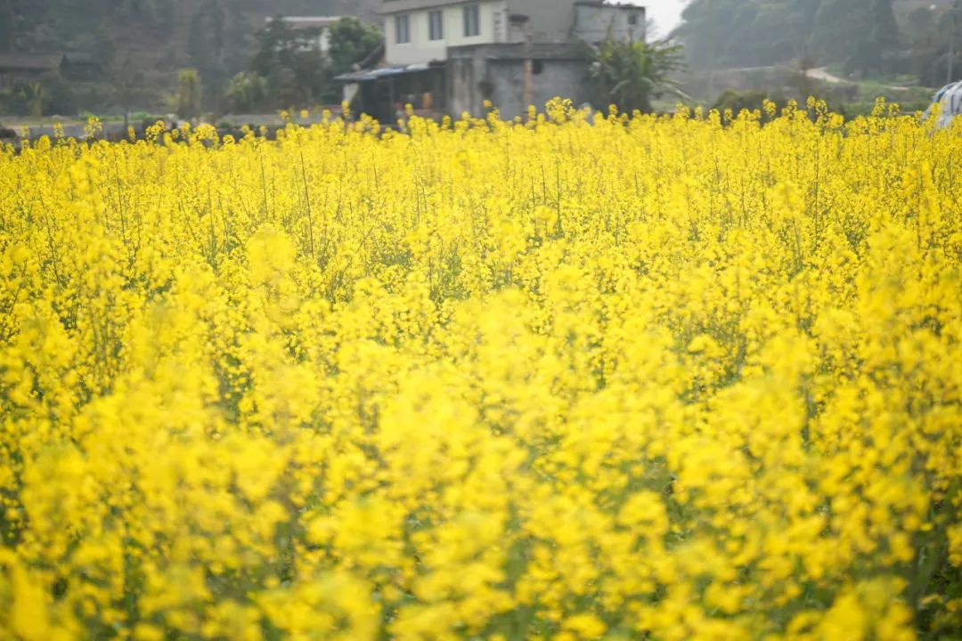 The rape blossoms in the Central District of Leshan City are open(图3) The rape blossoms in the Central District of Leshan City are open(图3)